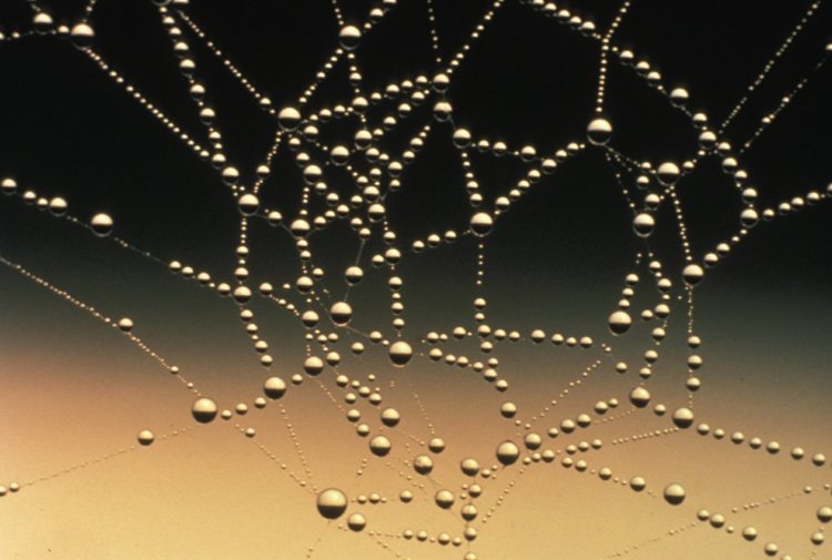 Photo by Pixabay from Pexels: https://www.pexels.com/photo/abstract-close-up-cobweb-connection-276502/