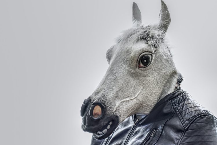 Photo by Alexas Fotos from Pexels: https://www.pexels.com/photo/white-horse-wearing-black-leather-zip-up-jacket-2315712/