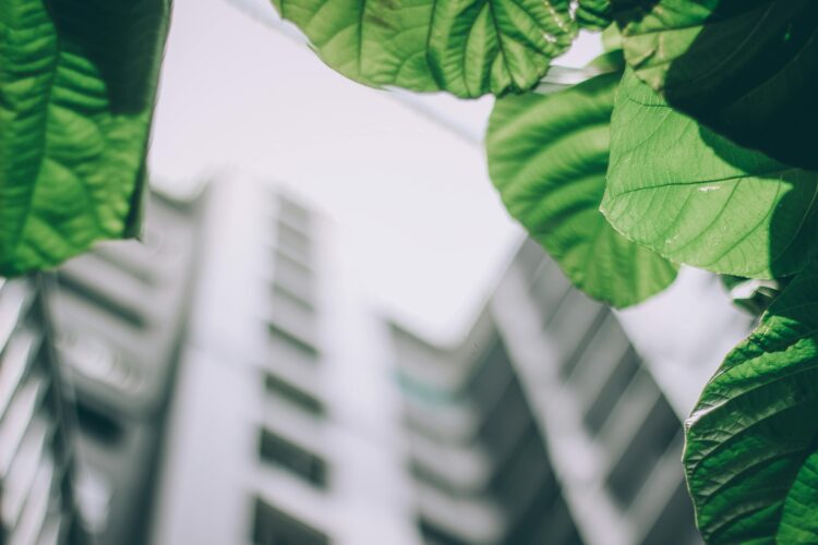 Photo by Arun Thomas: https://www.pexels.com/photo/shallow-focus-photo-of-leaves-1143530/