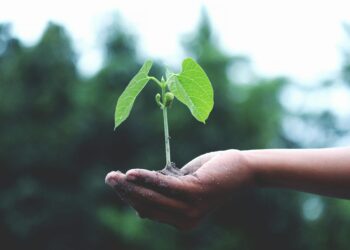 Photo by Akil Mazumder: https://www.pexels.com/photo/person-holding-a-green-plant-1072824/