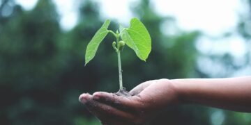 Photo by Akil Mazumder: https://www.pexels.com/photo/person-holding-a-green-plant-1072824/